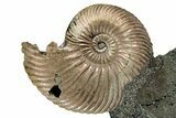Iridescent, Pyritized Ammonite (Quenstedticeras) Fossil Display #353762-1